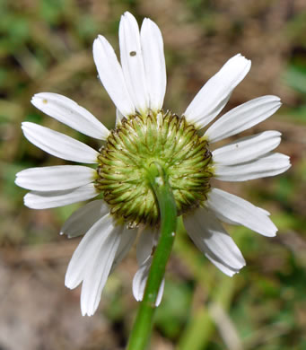 image of Leucanthemum vulgare, Oxeye Daisy, Common Daisy