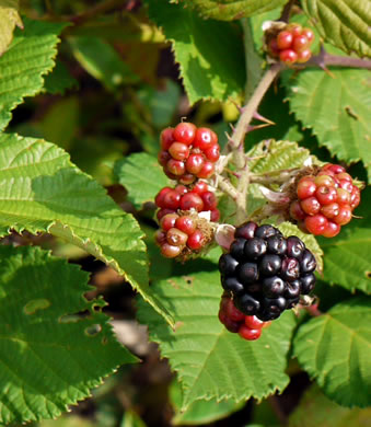 image of Rubus bifrons, European Blackberry, Himalayan Blackberry, Himalaya-berry