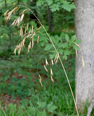 panicle