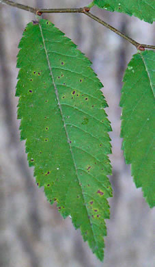 image of Ulmus alata, Winged Elm