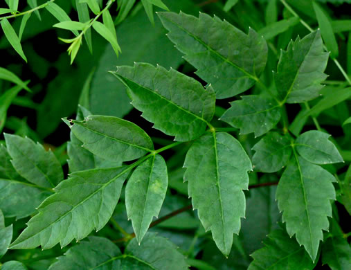 image of Ligusticum canadense, American Lovage