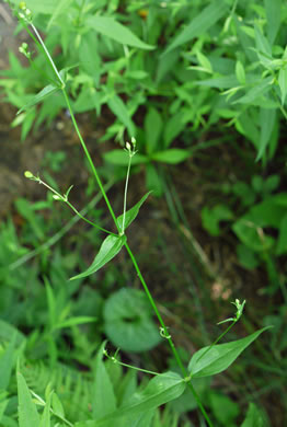 image of Silene stellata, Starry Campion, Widow's-frill