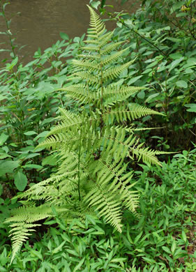 image of Macrothelypteris torresiana, Mariana Maiden-fern, Swordfern, False Maiden-fern