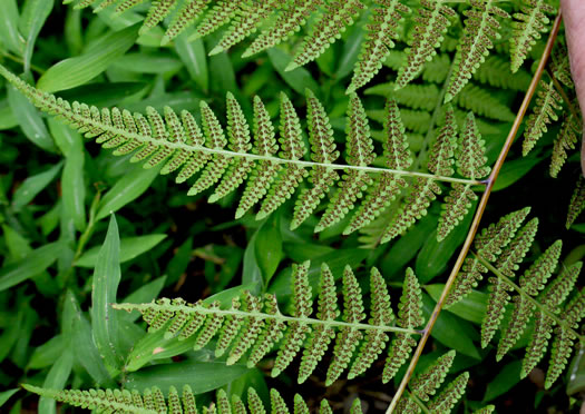 image of Macrothelypteris torresiana, Mariana Maiden-fern, Swordfern, False Maiden-fern