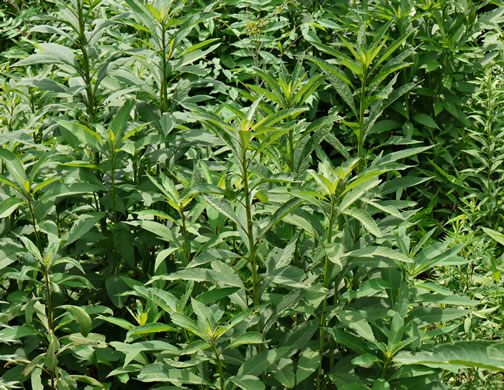 image of Verbesina alternifolia, Common Wingstem