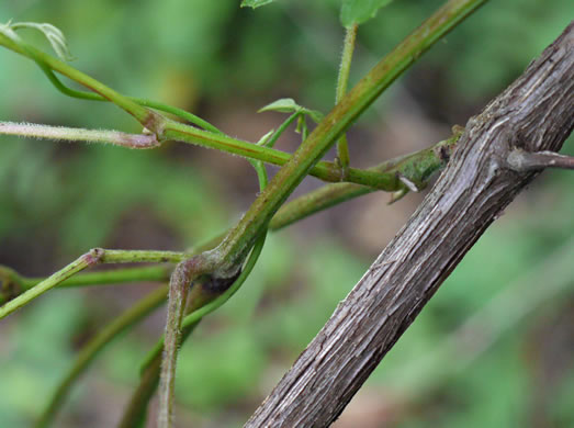 image of Vitis baileyana, Possum Grape