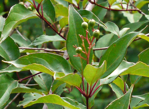 image of Swida foemina, Southern Swamp Dogwood