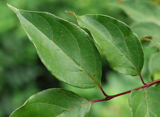 image of Swida foemina, Southern Swamp Dogwood