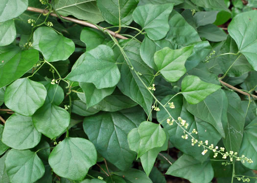 image of Nephroia carolina, Carolina Moonseed, Coralbeads, Carolina Snailseed, Red Moonseed