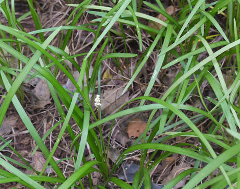 image of Liriope spicata, Creeping Lily-turf, Liriope