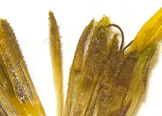 Silphium dentatum