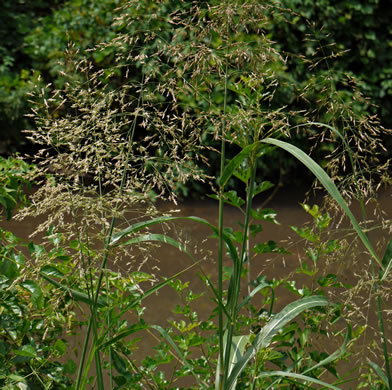 image of Sorghum halepense, Johnsongrass