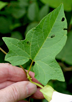 image of Convolvulus fraterniflorus, Twin-flowered Bindweed, Twoflower Bindweed, Shortstalk False Bindweed