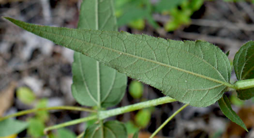 image of Helianthus hirsutus, Hairy Sunflower, Rough Sunflower