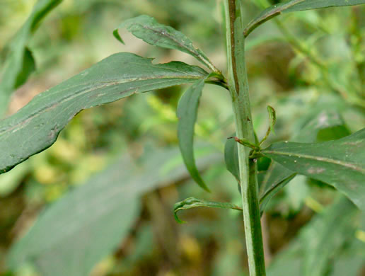 image of Solidago gigantea, Smooth Goldenrod, Late Goldenrod, Giant Goldenrod