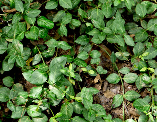 image of Euonymus fortunei, Wintercreeper, Climbing Euonymus, Chinese Spindle-tree