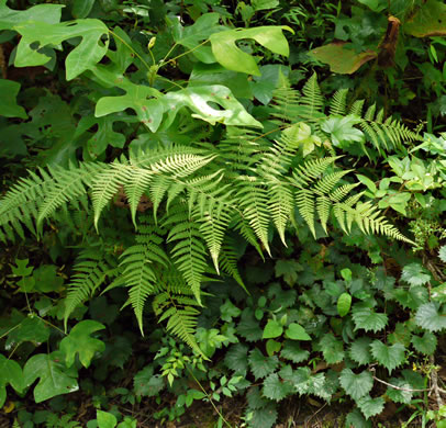 image of Macrothelypteris torresiana, Mariana Maiden-fern, Swordfern, False Maiden-fern