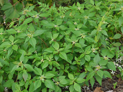 image of Euphorbia dentata, Painted Leaf, Wild Poinsettia, Green Poinsettia, Toothed Spurge