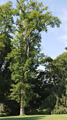 image of Robinia pseudoacacia, Black Locust