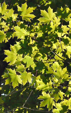 image of Acer platanoides, Norway Maple