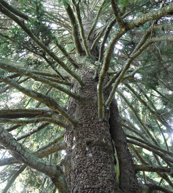 image of Abies nordmanniana, Nordmann Fir, Caucasian Fir