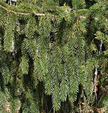 image of Picea abies, Norway Spruce