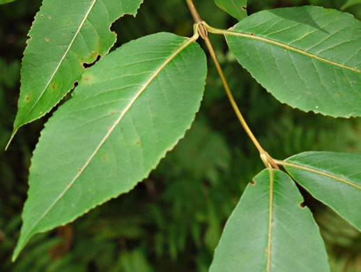 image of Viburnum cassinoides, Northern Wild Raisin, Witherod, Shonny Haw, Shawnee Haw