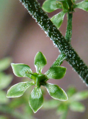 image of Melanthium parviflorum, Mountain Bunchflower, Small-flowered Hellebore, Small False Hellebore, Appalachian Bunchflower