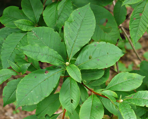 image of Rhododendron vaseyi, Pinkshell Azalea