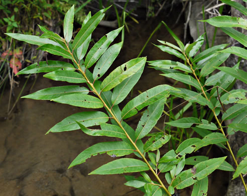 image of Salix alba, European White Willow