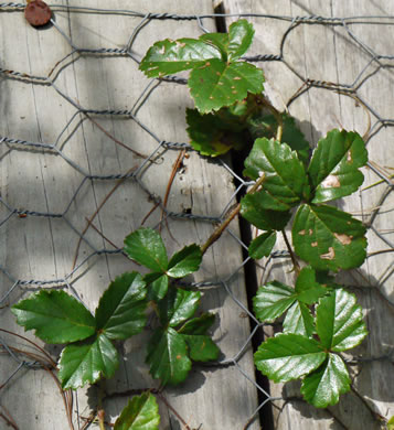 image of Rubus hispidus, Swamp Dewberry, Bristly Dewberry