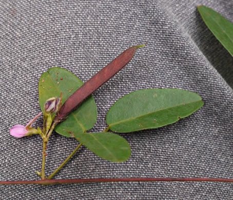 image of Galactia regularis, Downy Milkpea, Hairy Milkpea, Twining Milkpea, Eastern Milkpea