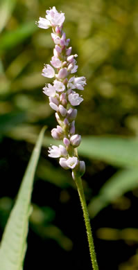 image of Persicaria pensylvanica, Pennsylvania Smartweed, Pinkweed, Common Smartweed