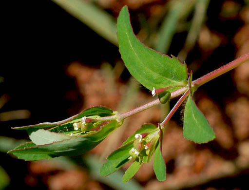 image of Euphorbia nutans, Eyebane, Upright Spotted Spurge, Nodding Spurge