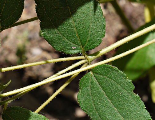 image of Helianthus hirsutus, Hairy Sunflower, Rough Sunflower