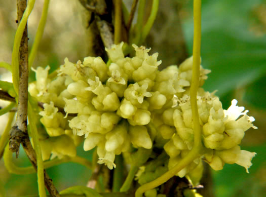 image of Cuscuta compacta, Compact Dodder