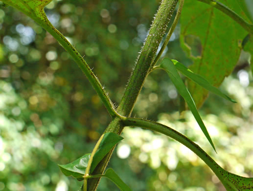 image of Helianthus tuberosus, Jerusalem Artichoke