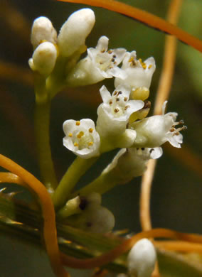 image of Cuscuta gronovii, Common Dodder, Swamp Dodder