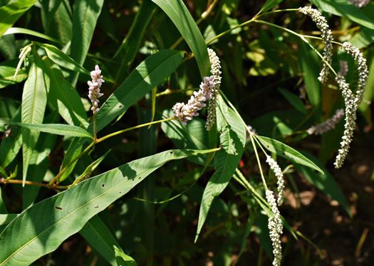 image of Persicaria lapathifolia, Dockleaf Smartweed, Willow-weed, Pale Smartweed