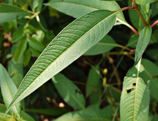 image of Persicaria pensylvanica, Pennsylvania Smartweed, Pinkweed, Common Smartweed