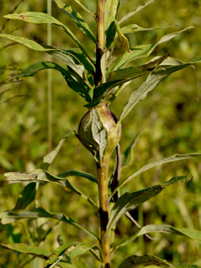 image of Solidago altissima var. altissima, Tall Goldenrod, Field Goldenrod, Common Goldenrod