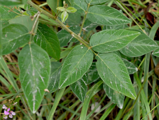 Desmodium nuttallii, Nuttall's Tick-trefoil