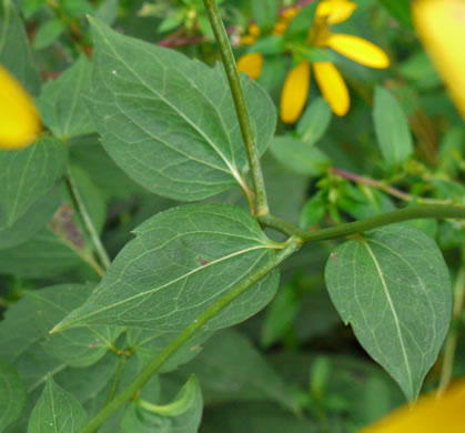 image of Rudbeckia laciniata var. humilis, Blue Ridge Cutleaf Coneflower