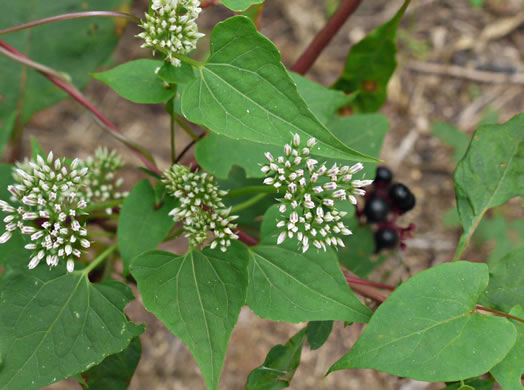 image of Mikania scandens, Climbing Hempweed