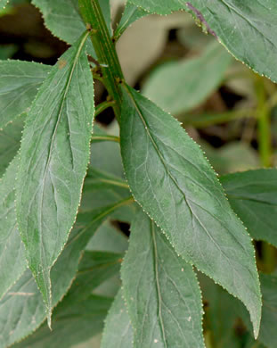 image of Lobelia cardinalis var. cardinalis, Cardinal Flower