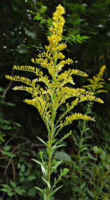 image of Solidago altissima var. altissima, Tall Goldenrod, Field Goldenrod, Common Goldenrod