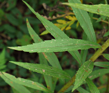 image of Solidago altissima var. altissima, Tall Goldenrod, Field Goldenrod, Common Goldenrod