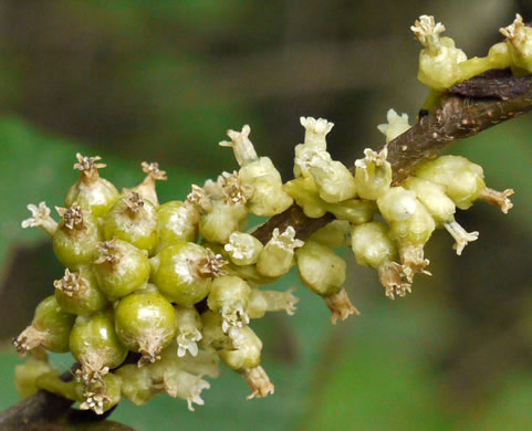 image of Cuscuta compacta, Compact Dodder