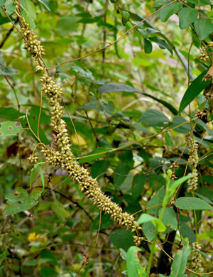 image of Cuscuta compacta, Compact Dodder