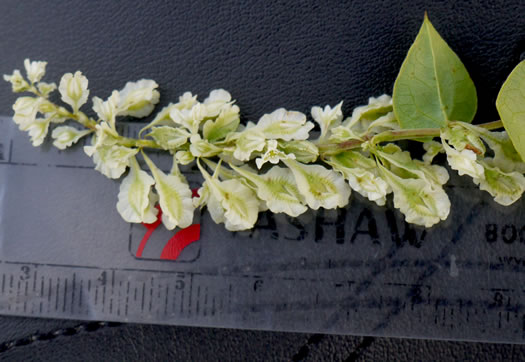 image of Fallopia scandens, Common Climbing Buckwheat